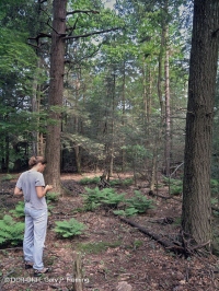 阿巴拉契亞麻雀-北部硬木森林 — CEGL 006639 阿巴拉契亞麻雀-北部硬木森林 — CEGL 006639