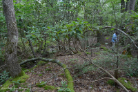 中阿帕拉契亞蜂/卡托瓦巴杜松林 — CEGL 008513 中阿帕拉契亞蜂/卡托瓦巴杜松林 — CEGL 008513