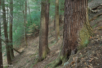 皮埃蒙特/海岸平原黃蜂-硬木森林 — CEGL 006474 皮埃蒙特/海岸平原黃蜂-硬木森林 — CEGL 006474