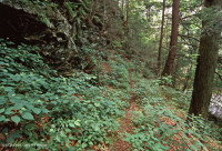皮埃蒙特/海岸平原黃蜂-硬木森林 — CEGL 006474 皮埃蒙特/海岸平原黃蜂-硬木森林 — CEGL 006474