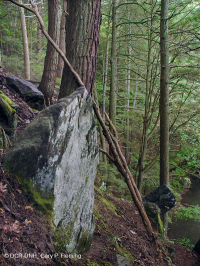 皮埃蒙特/海岸平原黃蜂-硬木森林 — CEGL 006474 皮埃蒙特/海岸平原黃蜂-硬木森林 — CEGL 006474