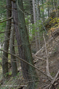 皮埃蒙特/海岸平原黃蜂-硬木森林 — CEGL 006474 皮埃蒙特/海岸平原黃蜂-硬木森林 — CEGL 006474