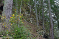 皮埃蒙特/海岸平原黃蜂-硬木森林 — CEGL 006474 皮埃蒙特/海岸平原黃蜂-硬木森林 — CEGL 006474