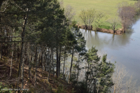 皮埃蒙特/海岸平原黃蜂-硬木森林 — CEGL 006474 皮埃蒙特/海岸平原黃蜂-硬木森林 — CEGL 006474