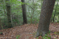 皮埃蒙特/海岸平原黃蜂-硬木森林 — CEGL 006474 皮埃蒙特/海岸平原黃蜂-硬木森林 — CEGL 006474