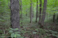 乾梅西克石灰森林(南山嶺和山谷/坎伯蘭類型)— CEGL 007233 乾梅西克石灰森林(南山嶺和山谷/坎伯蘭類型)— CEGL 007233