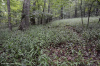 乾梅西克石灰森林(南山嶺和山谷/坎伯蘭類型)— CEGL 007233 乾梅西克石灰森林(南山嶺和山谷/坎伯蘭類型)— CEGL 007233