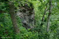 乾梅西石灰岩森林(金瓜平橡木混合型)— CEGL 004793 乾梅西石灰岩森林(金瓜平橡木混合型)— CEGL 004793