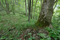 乾梅西石灰岩森林(金瓜平橡木混合型)— CEGL 004793 乾梅西石灰岩森林(金瓜平橡木混合型)— CEGL 004793