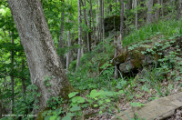 乾梅西石灰岩森林(金瓜平橡木混合型)— CEGL 004793 乾梅西石灰岩森林(金瓜平橡木混合型)— CEGL 004793