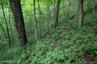 乾梅西石灰岩森林(金瓜平橡木混合型)— CEGL 004793 乾梅西石灰岩森林(金瓜平橡木混合型)— CEGL 004793