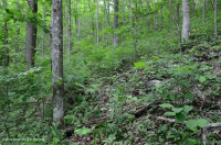 乾梅西石灰岩森林(金瓜平橡木混合型)— CEGL 004793 乾梅西石灰岩森林(金瓜平橡木混合型)— CEGL 004793