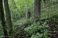 乾梅西石灰岩森林(金瓜平橡木混合型)— CEGL 004793 乾梅西石灰岩森林(金瓜平橡木混合型)— CEGL 004793