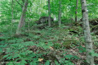 乾梅西石灰岩森林(金瓜平橡木混合型)— CEGL 004793 乾梅西石灰岩森林(金瓜平橡木混合型)— CEGL 004793