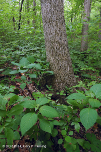 乾梅西石灰岩森林(金瓜平橡木混合型)— CEGL 004793 乾梅西石灰岩森林(金瓜平橡木混合型)— CEGL 004793