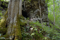 乾梅西石灰岩森林(糖楓-北部紅橡木型)— CEGL 008517 乾梅西石灰岩森林(糖楓-北部紅橡木型)— CEGL 008517