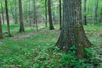 乾梅西石灰岩森林(糖楓-北部紅橡木型)— CEGL 008517 乾梅西石灰岩森林(糖楓-北部紅橡木型)— CEGL 008517