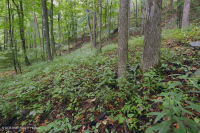 乾梅西石灰岩森林(糖楓-北部紅橡木型)— CEGL 008517 乾梅西石灰岩森林(糖楓-北部紅橡木型)— CEGL 008517