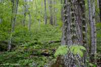 乾梅西石灰岩森林(糖楓-北部紅橡木型)-CEGL 008517 乾梅西石灰岩森林(糖楓-北部紅橡木型)-CEGL 008517