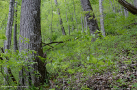 乾梅西石灰岩森林(糖楓-北部紅橡木型)-CEGL 008517 乾梅西石灰岩森林(糖楓-北部紅橡木型)-CEGL 008517
