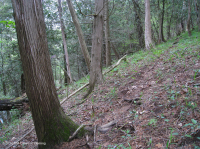 北部白雪松坡森林 — CEGL 008426 北部白雪松坡森林 — CEGL 008426