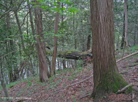 北部白雪松坡森林 — CEGL 008426 北部白雪松坡森林 — CEGL 008426