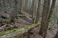 北部白雪松坡森林 — CEGL 008426 北部白雪松坡森林 — CEGL 008426