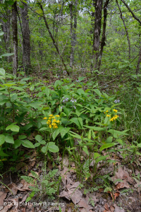 南山嶺和山谷幹鈣森林 — CEGL 007699 南山嶺和山谷幹鈣森林 — CEGL 007699