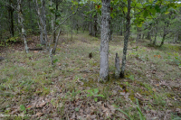 南山嶺和山谷幹鈣森林 — CEGL 007699 南山嶺和山谷幹鈣森林 — CEGL 007699