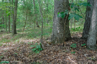 南皮埃蒙特硬潘森林 — CEGL 003714 南皮埃蒙特硬潘森林 — CEGL 003714