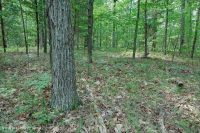 南皮埃蒙特硬潘森林 — CEGL 003714 南皮埃蒙特硬潘森林 — CEGL 003714