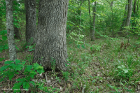 南皮埃蒙特硬潘森林 — CEGL 003714 南皮埃蒙特硬潘森林 — CEGL 003714