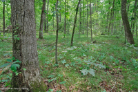 南皮埃蒙特硬潘森林 — CEGL 003714 南皮埃蒙特硬潘森林 — CEGL 003714