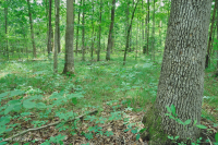 南皮埃蒙特硬潘森林 — CEGL 003714 南皮埃蒙特硬潘森林 — CEGL 003714