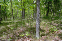 南皮埃蒙特硬潘森林 — CEGL 003714 南皮埃蒙特硬潘森林 — CEGL 003714