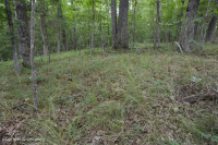 南皮埃蒙特硬潘森林-CEGL 003714 南皮埃蒙特硬潘森林-CEGL 003714