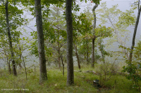 南皮埃蒙特硬潘森林-CEGL 003714 南皮埃蒙特硬潘森林-CEGL 003714