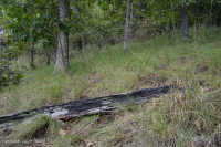 南皮埃蒙特硬潘森林-CEGL 003714 南皮埃蒙特硬潘森林-CEGL 003714