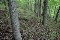 南皮埃蒙特硬潘森林 — CEGL 003714 南皮埃蒙特硬潘森林 — CEGL 003714