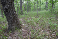 南皮埃蒙特硬潘森林 — CEGL 003714 南皮埃蒙特硬潘森林 — CEGL 003714