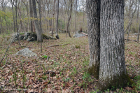 波托馬克河基岩露台硬盤森林 — CEGL 006209 波托馬克河基岩露台硬盤森林 — CEGL 006209