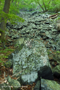 中阿巴拉契亞酸性博爾德菲爾德森林 — CEGL 006565 中阿巴拉契亞酸性博爾德菲爾德森林 — CEGL 006565