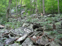 中阿巴拉契亞酸性博爾德菲爾德森林 — CEGL 006565 中阿巴拉契亞酸性博爾德菲爾德森林 — CEGL 006565