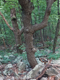 中阿巴拉契亞酸性博爾德菲爾德森林 — CEGL 006565 中阿巴拉契亞酸性博爾德菲爾德森林 — CEGL 006565