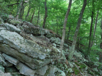 中阿巴拉契亞酸性博爾德菲爾德森林 — CEGL 006565 中阿巴拉契亞酸性博爾德菲爾德森林 — CEGL 006565