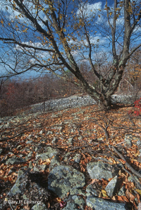 中阿巴拉契亞酸性博爾德菲爾德森林 — CEGL 006565 中阿巴拉契亞酸性博爾德菲爾德森林 — CEGL 006565