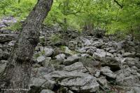 中阿巴拉契亞酸性博爾德菲爾德森林 — CEGL 006565 中阿巴拉契亞酸性博爾德菲爾德森林 — CEGL 006565