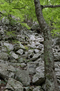 中阿巴拉契亞酸性博爾德菲爾德森林 — CEGL 006565 中阿巴拉契亞酸性博爾德菲爾德森林 — CEGL 006565
