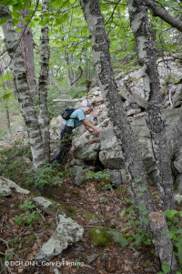 中阿巴拉契亞酸性博爾德菲爾德森林 — CEGL 006565 中阿巴拉契亞酸性博爾德菲爾德森林 — CEGL 006565