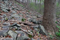 中阿巴拉契亞/皮埃蒙特低海拔豐富的巨石原森林 – CEGL 006471 中阿巴拉契亞/皮埃蒙特低海拔豐富的巨石原森林 – CEGL 006471